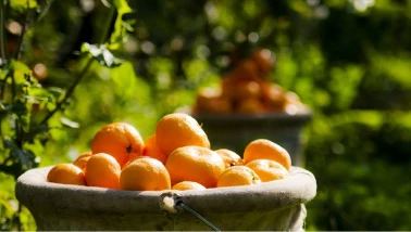 Limonu, portakalı solladı, C vitamini şampiyonu oldu!