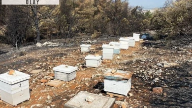 Yunanistan ülkeyi kasıp kavuran yangınların nedenini açıkladı: Başıboş arı kovanı