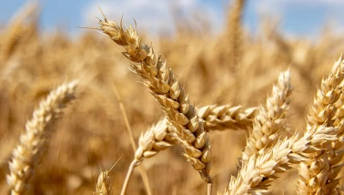 Rüyada Buğday Görmek Ne Anlama Gelir? Rüya Tabiri