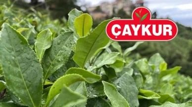 Çaykur müjdeyi duyurdu! 1500 işçi alacak: Başvuru tarihi açıklandı: İşte şartlar...