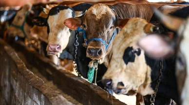 2025 Kurban Bayramı Tatili Süresi ve Geri Sayımı Türkiye'de 2025 yılındaki Kurban Bayramı tatili kaç gün olacak? 2025 Kurban Bayramı'na kaç gün kaldı?