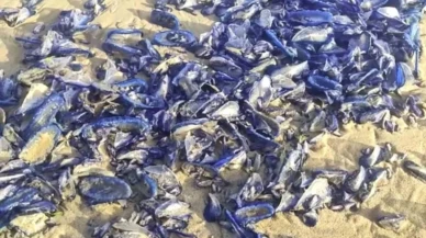 On binlercesi aniden kıyıya vurdu: Gözde plaj aniden mosmor oldu!