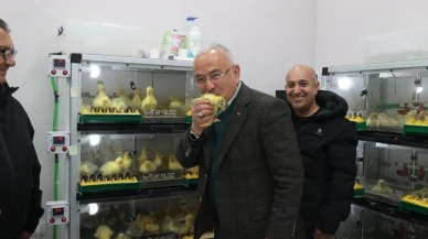 Ordu’da kaz yetiştiriciliği artıyor