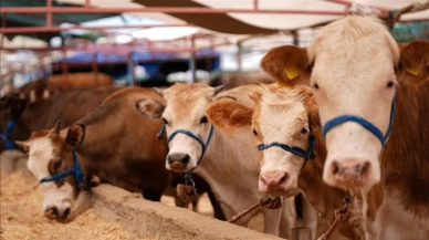 Kurban Bayramı öncesi 375 bin 90 kurbanlık denetlendi