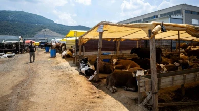 Bornova Kurban Pazarı kapılarını açtı