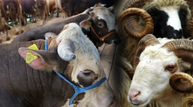 Kahramanmaraş'ta Kurban Pazarı Canlandı, Fiyatlar Düştü