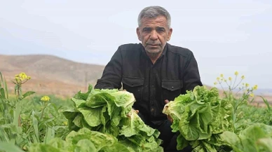 Tarım Ürünlerinde Fiyat Farkı: Üretimde Fırsat, Marketlerde Zamlar Artıyor