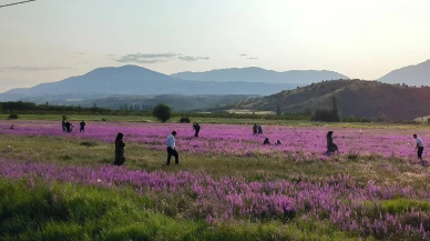 Yol kenarında açan mor yabani otlar dikkat çekiyor