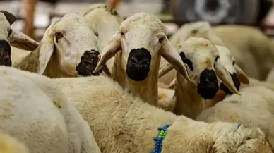 Bu yıl Kurban Bayramı ne zaman, hangi tarihlerde? 2026 Kurban Bayramı ve arefe günü tarihleri