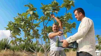 Mersin Büyükşehir Belediyesi'nin diktiği incir fidanlarından ilk hasat yapıldı, bereket zamanı geldi!