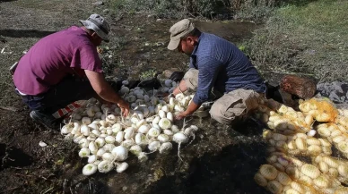 Erzurum’da 600 yıllık şalgam yıkama geleneği