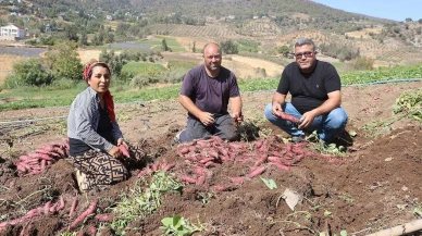 Hatay'da hasat zamanı! Yerli ürünler 35 TL'den alıcı buluyor