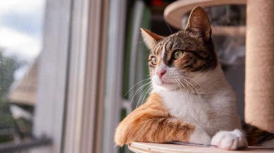 Kedinizin size olan sevgisini anlamanın 5 farklı yolu