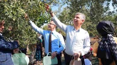 Soma'da Zeytin Hasadı Coşkusu Başladı!
