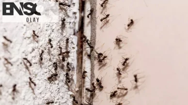 Karınca ve sineklerin en nefret ettiği bitki! Evinize yaklaşmayacaklar