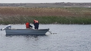 Sakarya, Bolu, Ankara, Eskişehir, Bursa, Kütahya'da 5 bin 376 tanesi yakalandı! 10 hayvandan 4'ü böyle çıktı! Türkiye'deki korkunç istila Eskişehir'de başladı