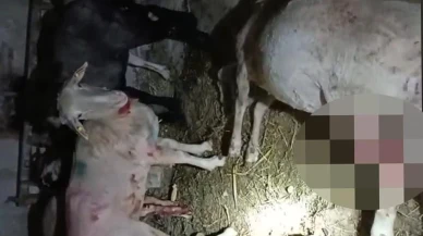 Sokak köpekleri 7 koyunu telef etti