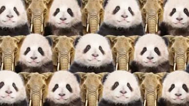 Zeka Testi: Panda ve Fillerin Arasındaki Kedi Nerede? Katılımcılardan Sadece 17 Kişi Başarılı Oldu!