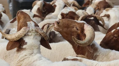 2025 yılındaki Kurban Bayramı tarihi ve tatil süresi belli oldu!
