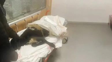 Şaşkınlık veren olay! Ayağı kırılan koyunu acile götürdü, veterinerler tepki gösterdi