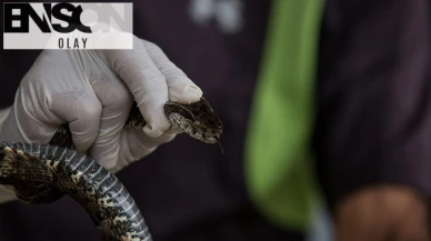 Caddeye inen yılan vatandaşları korkuttu