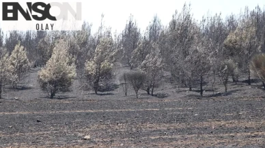 Tekirdağ'daki yangın kontrol altında