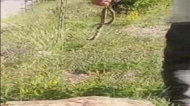 Evinin lavabosunu çekiçle kırıp sıkışan yılanı çıkardı