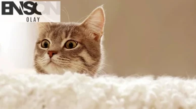 55 yaşındaki adamın akciğerine kaçan kedi tüyü nedeniyle vefat ettiği iddia edildi