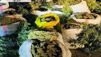 45 bin kök kenevirle yakalandılar: 4 kişi tutuklandı