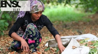 Fındık işçilerinin günlük yevmiyesi belli oldu