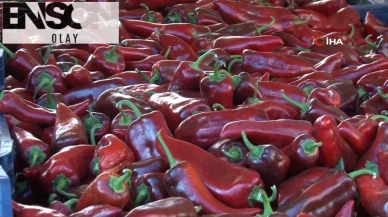 Sezonu başlayan salçalık biberde 2025 yılı fiyatı belli oldu