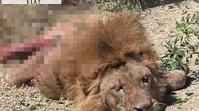 Antalya'da uyutmak yerine öldürülen aslan için suç duyurusu