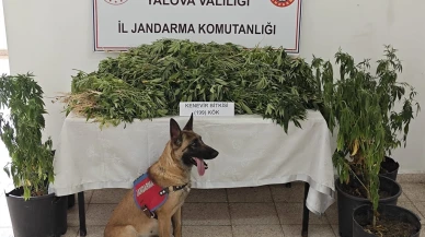 Yalova'da ormanda kenevir yetiştiren şüpheli tutuklandı
