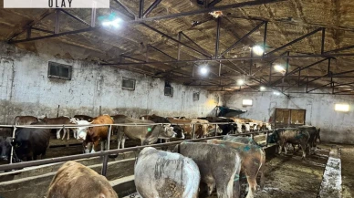 Giresun’da ahırda çıkan yangında 9 büyükbaş öldü