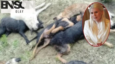 ''İlgimiz yok'' demişti ama... Köpek katliamı sonrası CHP'li başkanın talimatı ortaya çıktı