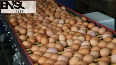 Resmi Gazete'de yayımlandı: Yumurta ihracatında yeni düzenleme