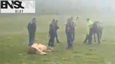 Ardahan’da Yıldırım Düşmesi Sonucu 3 İnek Telef Oldu