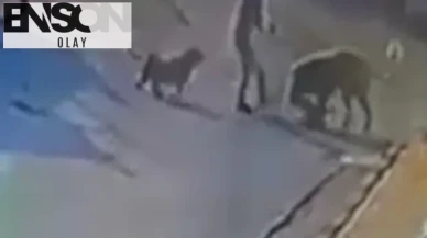 Yürüyüş kabusa döndü: Sarıyer’de kadın ve köpeği sokakta saldırıya uğradı
