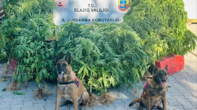 Elazığ’da 511 kök kenevir ve 5 kilo 50 gram esrar ele geçirildi