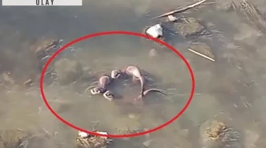 Aylar sonra Tekirdağ'da balık avlarken görüntülendi