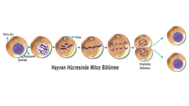 Mitoz Sürecinin Canlılar İçindeki Temel Rolü: 7. Sınıf Öğrencilerine Rehberlik!