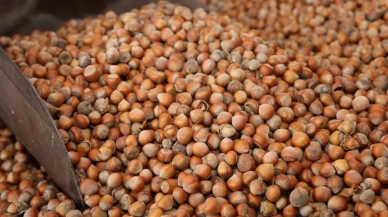 Fındık fiyatlarındaki güncel değişimler açıklandı! Çarşamba günü fındık fiyatı sürpriz bir artışla rekor seviyeye yükseldi!