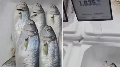 Samsun'da Lüfer Fiyatları Uçtu! Piyasada Neden Bu Kadar Yüksek?