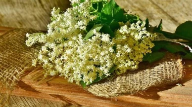 Kış mevsiminde doğal destek: Mürver Çiçeği'nin Şaşırtıcı Faydaları Nelerdir?