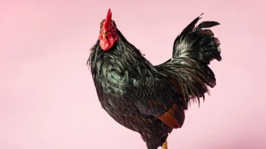 Rüyada Horoz Görmek Şaşırtıcı Bir Anlam İçeriyor! Şimdi Öğrenin!