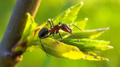 Rüyada Karınca Görmek Ne Anlama Gelir? Rüya Tabircileri Açıkladı!