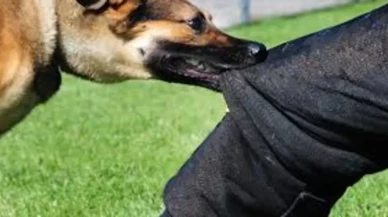 Köpek Isırması Rüyasının Psikolojik Analizi ve Anlamı Nedir?