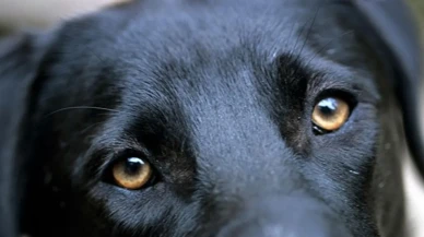 Rüyada Yavru Köpek Görmek Ne Demek? Rüyada Yavru Köpek Isırmasının, Kovalamasının ve Sevmenin Anlamı