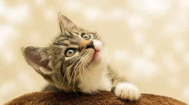 Rüyada kedi görmek ne anlama geliyor? Rüyada yavru kedi görmenin tabiri