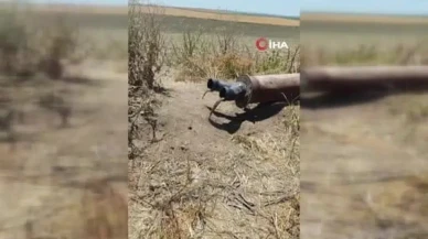 Diyarbakır'da sulama borusundan beklenmedik bir misafir: Porsuk!